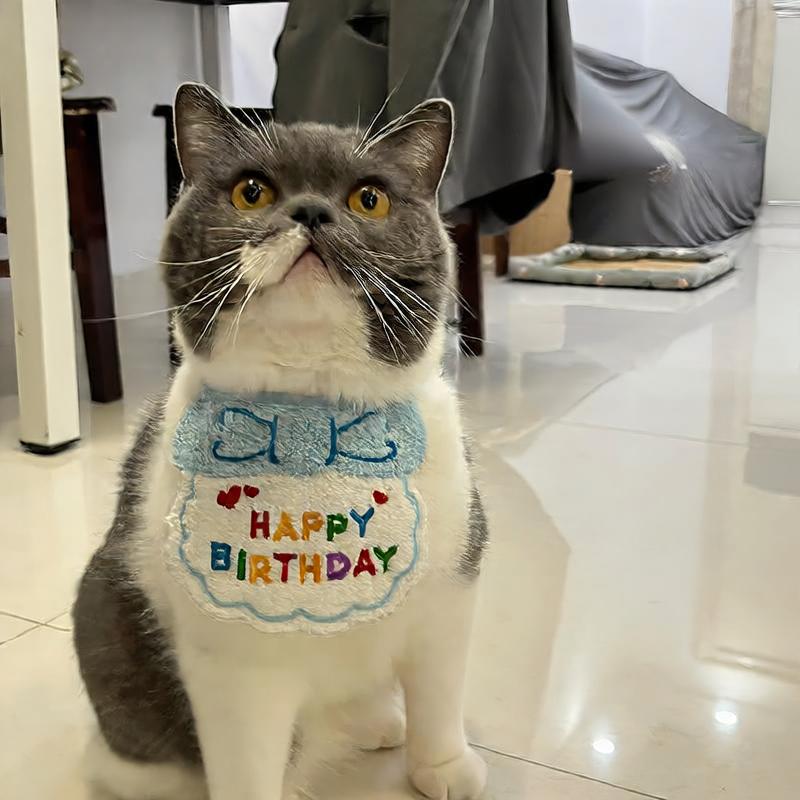 Pet Small Dog Cat Dog Birthday Dress Cake Digital Candle Cute Animal Blue Bib Paper Tray